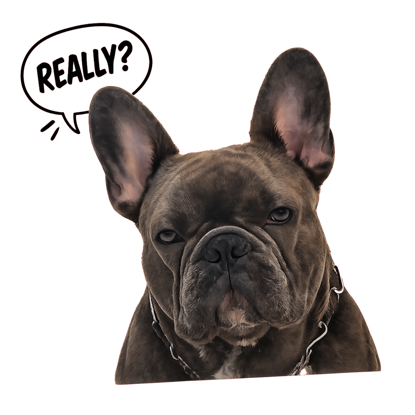 Sticker auto rezistent, bulldog francez, really