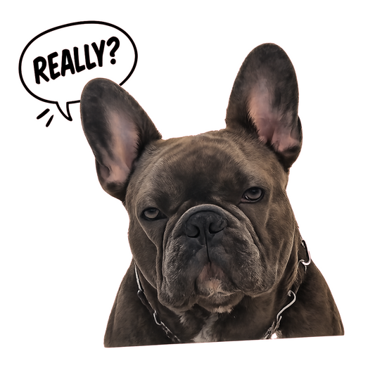 Sticker auto rezistent, bulldog francez, really